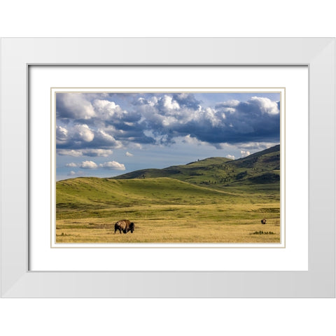 Bison bulls grazing at the National Bison Range in Moiese-Montana-USA White Modern Wood Framed Art Print with Double Matting by Haney, Chuck