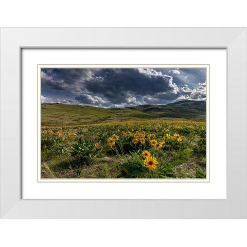 Arrowleaf balsamroot in the hills at the National Bison Range in Moiese-Montana-USA White Modern Wood Framed Art Print with Double Matting by Haney, Chuck