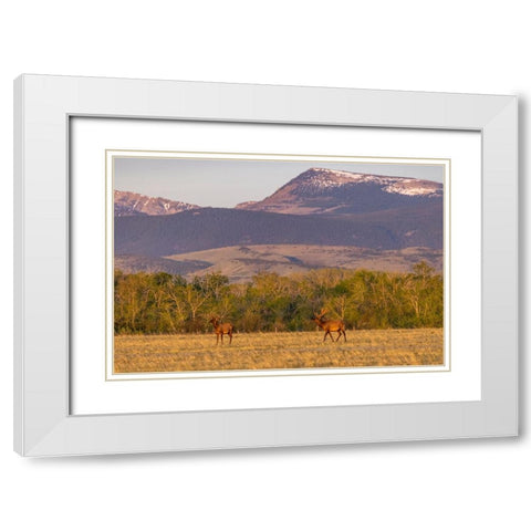 Bull elk in velvet along the Rocky Mountain Front near Choteau-Montana-USA White Modern Wood Framed Art Print with Double Matting by Haney, Chuck