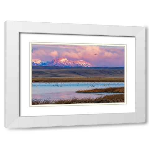 Birds in pond with Ear Mountain in background during spring migration at Freezeout Lake Wildlife Ma White Modern Wood Framed Art Print with Double Matting by Haney, Chuck