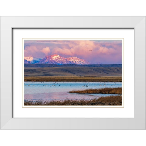 Birds in pond with Ear Mountain in background during spring migration at Freezeout Lake Wildlife Ma White Modern Wood Framed Art Print with Double Matting by Haney, Chuck