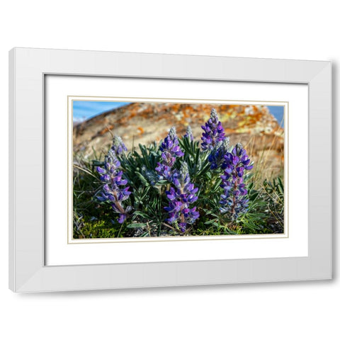 Lupine wildflowers along the Rocky Mountain Front near Choteau-Montana-USA White Modern Wood Framed Art Print with Double Matting by Haney, Chuck