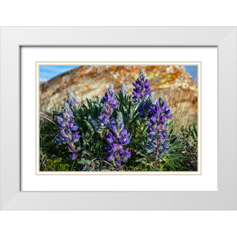 Lupine wildflowers along the Rocky Mountain Front near Choteau-Montana-USA White Modern Wood Framed Art Print with Double Matting by Haney, Chuck