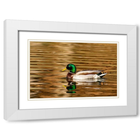 Mallard ducks at Woodland Park in Kalispell-Montana-USA White Modern Wood Framed Art Print with Double Matting by Haney, Chuck