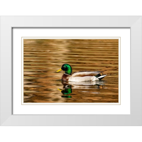 Mallard ducks at Woodland Park in Kalispell-Montana-USA White Modern Wood Framed Art Print with Double Matting by Haney, Chuck