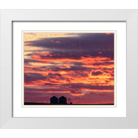 Snow geese silhouetted against sunrise sky during spring migration at Freezeout Lake Wildlife Manag White Modern Wood Framed Art Print with Double Matting by Haney, Chuck