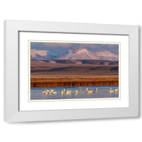 Tundra Swans with Ear Mountain in background during spring migration at Freezeout Lake Wildlife Man White Modern Wood Framed Art Print with Double Matting by Haney, Chuck