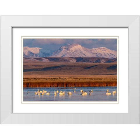 Tundra Swans with Ear Mountain in background during spring migration at Freezeout Lake Wildlife Man White Modern Wood Framed Art Print with Double Matting by Haney, Chuck