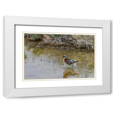 Wilsons Phalarope at Freezeout Lake Wildlife Management Area near Fairfield-Montana-USA White Modern Wood Framed Art Print with Double Matting by Haney, Chuck