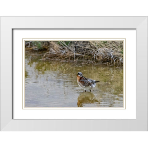 Wilsons Phalarope at Freezeout Lake Wildlife Management Area near Fairfield-Montana-USA White Modern Wood Framed Art Print with Double Matting by Haney, Chuck