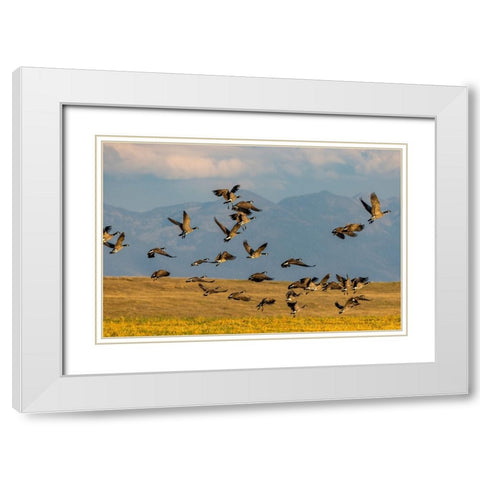 Canada geese take off for flight in the Flathead Valley-Montana-USA White Modern Wood Framed Art Print with Double Matting by Haney, Chuck