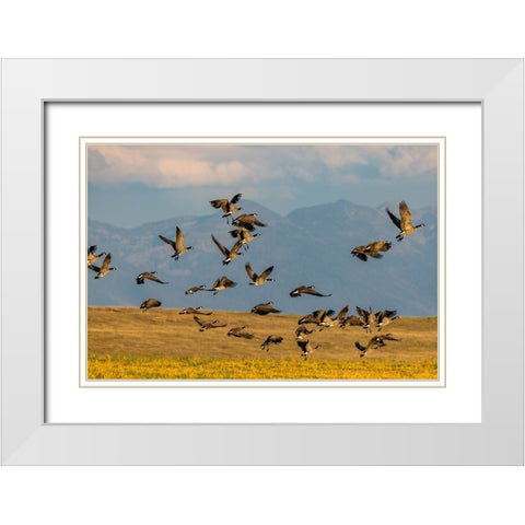 Canada geese take off for flight in the Flathead Valley-Montana-USA White Modern Wood Framed Art Print with Double Matting by Haney, Chuck