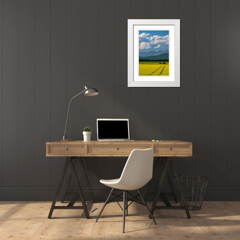 Flowering canola in the Flathead Valley-Montana-USA White Modern Wood Framed Art Print with Double Matting by Haney, Chuck