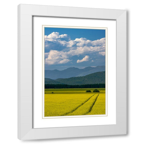 Flowering canola in the Flathead Valley-Montana-USA White Modern Wood Framed Art Print with Double Matting by Haney, Chuck