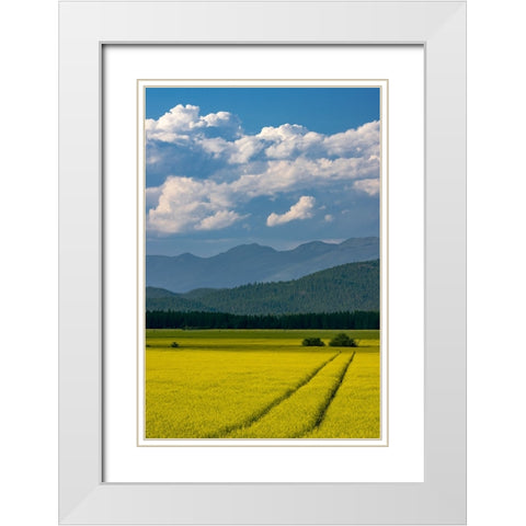 Flowering canola in the Flathead Valley-Montana-USA White Modern Wood Framed Art Print with Double Matting by Haney, Chuck