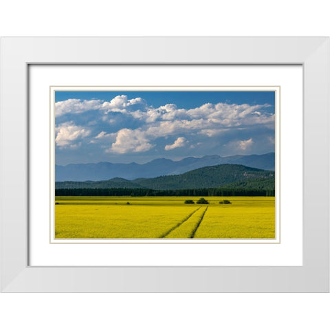 Flowering canola in the Flathead Valley-Montana-USA White Modern Wood Framed Art Print with Double Matting by Haney, Chuck