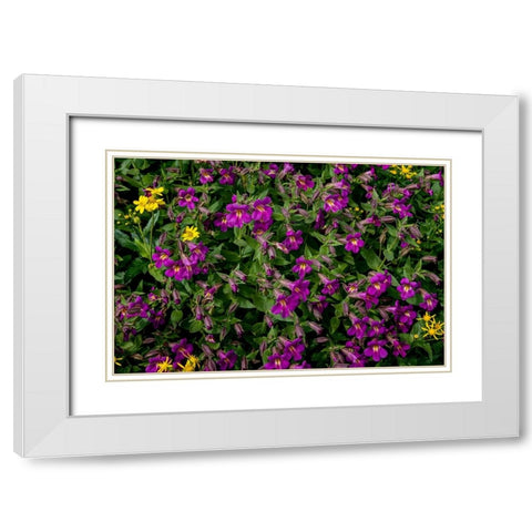 Lewis Monkeyflowers and Arnica Wildflowers in Glacier National Park-Montana-USA White Modern Wood Framed Art Print with Double Matting by Haney, Chuck