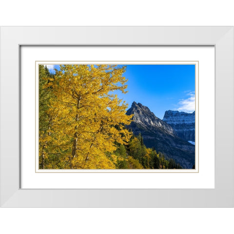 Autumn cottonwood and Mount Oberlin in Glacier National Park-Montana-USA White Modern Wood Framed Art Print with Double Matting by Haney, Chuck