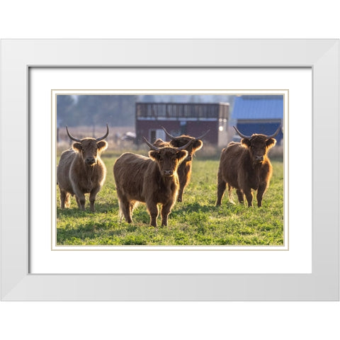 Highland cattle in the Flathead Valley-Montana-USA White Modern Wood Framed Art Print with Double Matting by Haney, Chuck