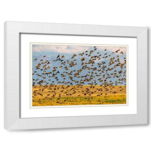 Huge flock of European starlings take flight in the Flathead Valley-Montana-USA White Modern Wood Framed Art Print with Double Matting by Haney, Chuck