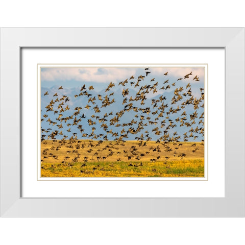 Huge flock of European starlings take flight in the Flathead Valley-Montana-USA White Modern Wood Framed Art Print with Double Matting by Haney, Chuck