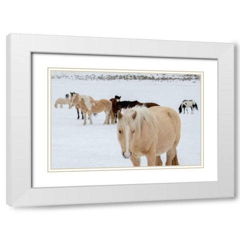 USA-Montana-Gardiner Horses with winter coats in snow White Modern Wood Framed Art Print with Double Matting by Hopkins, Cindy Miller
