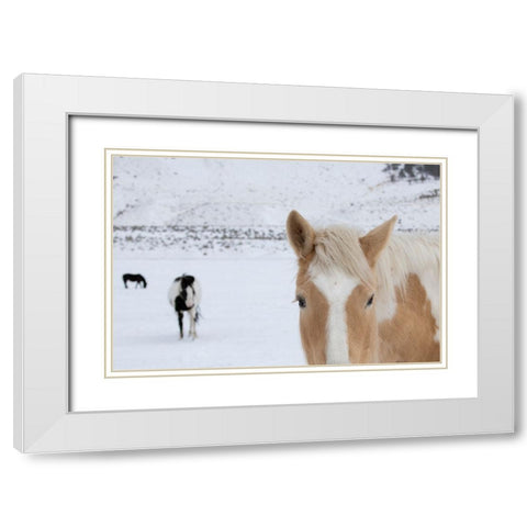 USA-Montana-Gardiner Palomino paint horse with shaggy winter coats in snow White Modern Wood Framed Art Print with Double Matting by Hopkins, Cindy Miller