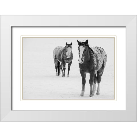 USA-Montana-Gardiner Appaloosa horses in winter snow White Modern Wood Framed Art Print with Double Matting by Hopkins, Cindy Miller
