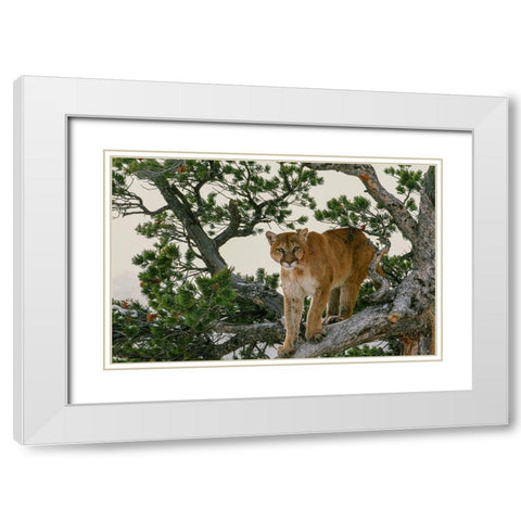 Captive Mountain Lion is perched on Evergreen tree-Montana White Modern Wood Framed Art Print with Double Matting by Garber, Howie