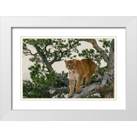 Captive Mountain Lion is perched on Evergreen tree-Montana White Modern Wood Framed Art Print with Double Matting by Garber, Howie