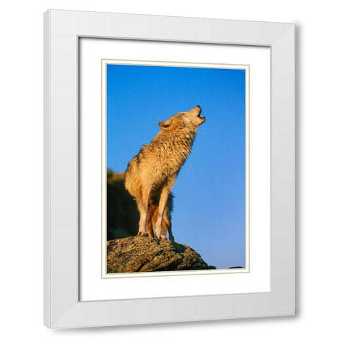 Howling Gray Wolf-Montana White Modern Wood Framed Art Print with Double Matting by Garber, Howie