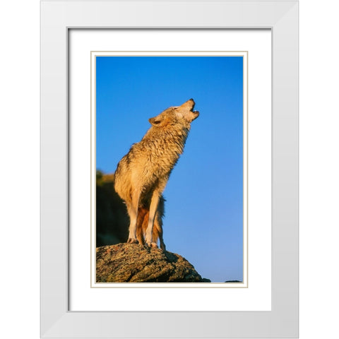 Howling Gray Wolf-Montana White Modern Wood Framed Art Print with Double Matting by Garber, Howie