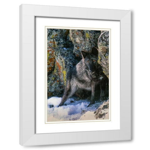 Portrait of Gray Wolf-Montana White Modern Wood Framed Art Print with Double Matting by Garber, Howie