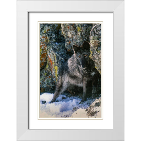Portrait of Gray Wolf-Montana White Modern Wood Framed Art Print with Double Matting by Garber, Howie
