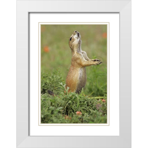 Nebraska Black-tailed prairie dog gives warning White Modern Wood Framed Art Print with Double Matting by Illg, Cathy and Gordon