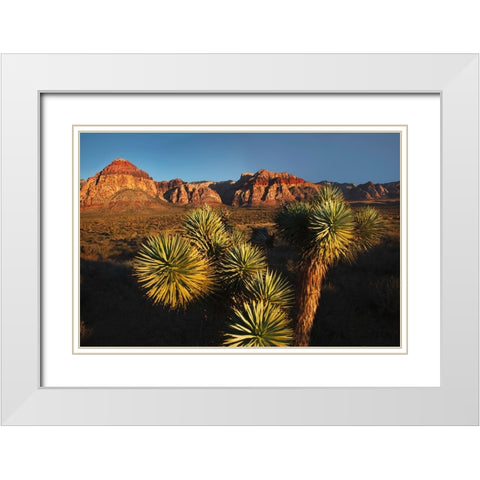 Joshua tree-Yucca brevifolia and sunset on red rocks-Valley of Fire State Park-Nevada White Modern Wood Framed Art Print with Double Matting by Jones, Adam