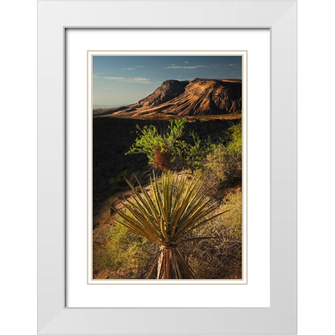 Joshua tree-Yucca brevifolia and sunset on red rocks-Valley of Fire State Park-Nevada White Modern Wood Framed Art Print with Double Matting by Jones, Adam