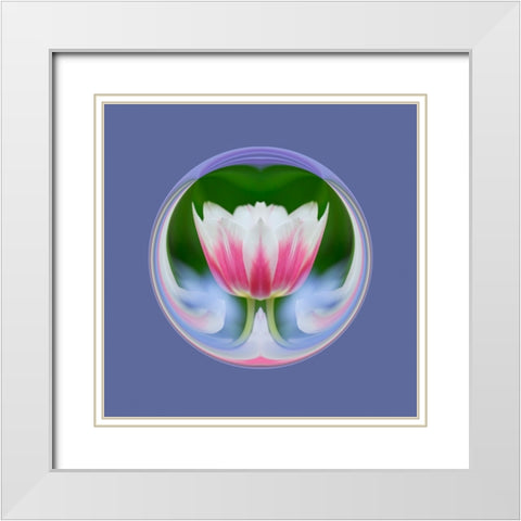 Single tulip-Las Vegas-Nevada White Modern Wood Framed Art Print with Double Matting by Jones, Adam