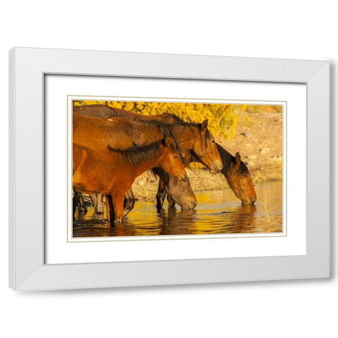 Nevada, Reno Wild horses drinking from pond White Modern Wood Framed Art Print with Double Matting by Illg, Cathy and Gordon