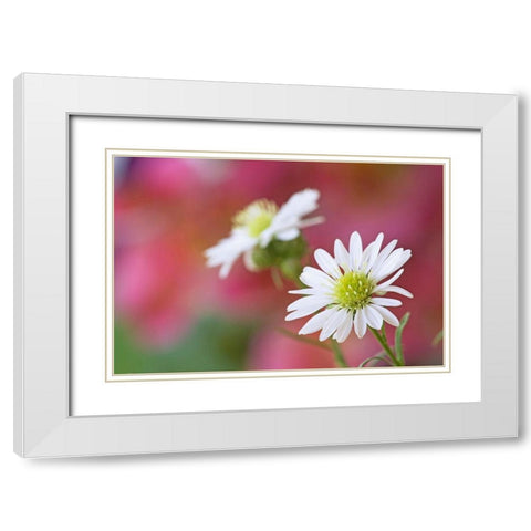 Nevada Monte Casino flowers close-up  White Modern Wood Framed Art Print with Double Matting by Jaynes Gallery
