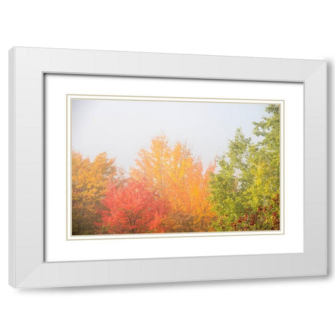 USA-New Hampshire-fall foliage north of Whitefield-along Rt 3 White Modern Wood Framed Art Print with Double Matting by Jones, Allison