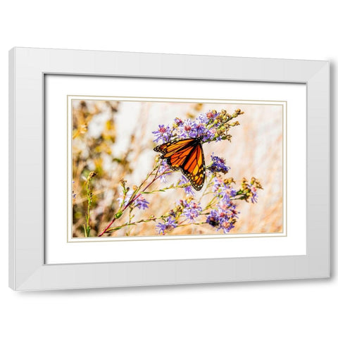 USA-New Hampshire-Bretton Woods-Omni Mount Washington Resort porch-monarch butterfly on aster White Modern Wood Framed Art Print with Double Matting by Jones, Allison