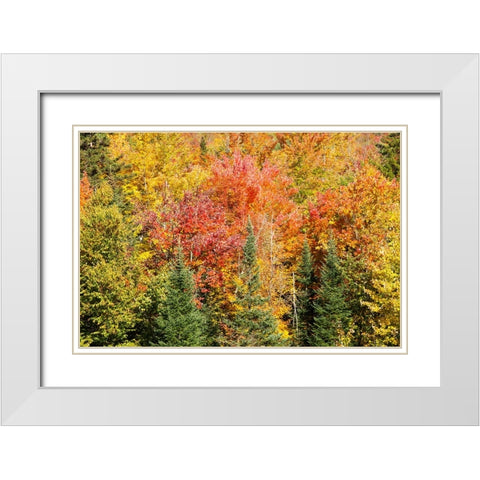 USA-New Hampshire-fall foliage Bretton Woods at base of Mount Washington White Modern Wood Framed Art Print with Double Matting by Jones, Allison