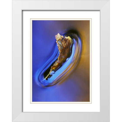 NH, Fall leaf floating in stream in reflection White Modern Wood Framed Art Print with Double Matting by Rotenberg, Nancy
