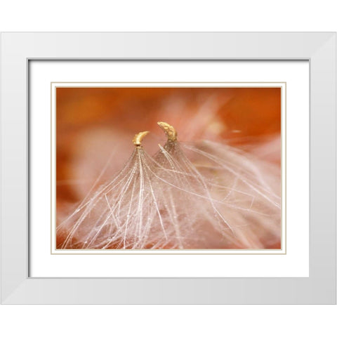 USA, New Hampshire, Seedheads dancing White Modern Wood Framed Art Print with Double Matting by Rotenberg, Nancy