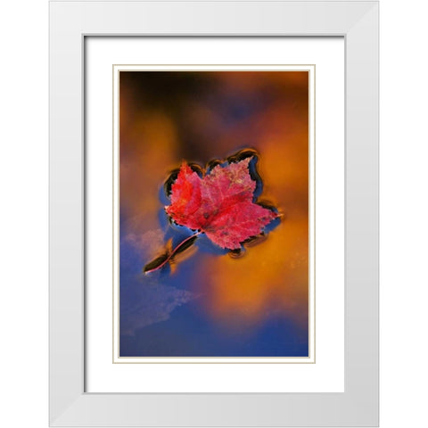 NH, White Mts, Maple Leaf in Fall Reflections White Modern Wood Framed Art Print with Double Matting by Rotenberg, Nancy