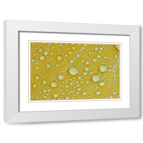 NH, Shelburne Magnified veins on a birch leaf White Modern Wood Framed Art Print with Double Matting by Clemons, Kathleen