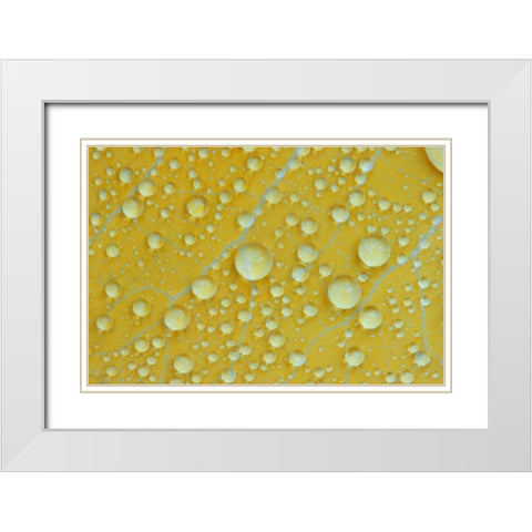 NH, Shelburne Magnified veins on a birch leaf White Modern Wood Framed Art Print with Double Matting by Clemons, Kathleen
