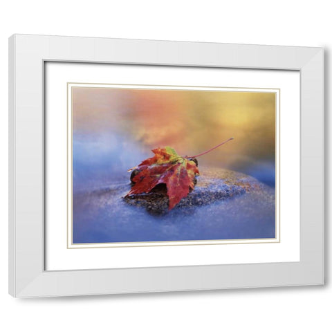 NH, White Mts, Maple leaf in the Swift River White Modern Wood Framed Art Print with Double Matting by Talbot Frank, Christopher