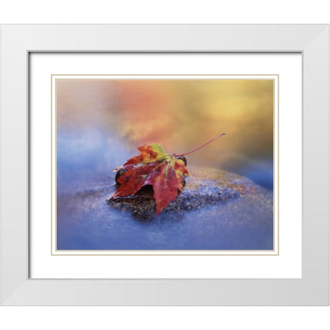 NH, White Mts, Maple leaf in the Swift River White Modern Wood Framed Art Print with Double Matting by Talbot Frank, Christopher